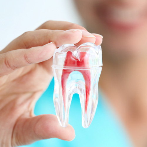 Endodontia ehk juureravi teadus on tuletatud kreeka keelest ning tähendab hamba sisemust: “endo” tähendab “sees” ning “odont” “hammas”. Seega võib öelda, et end